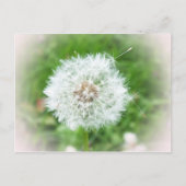 Weißblüte Postkarte (Vorderseite)