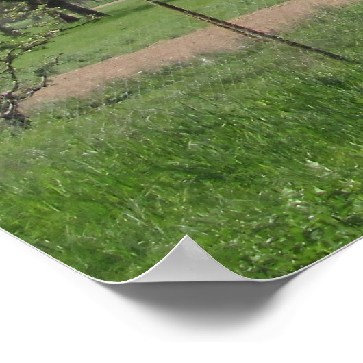 Weißblütenbaum Poster (Ecke)