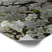 Weißblütenbaum Poster (Ecke)