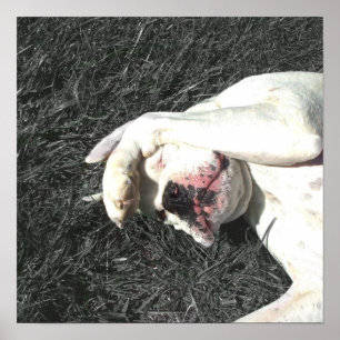 Weißboxposter Poster