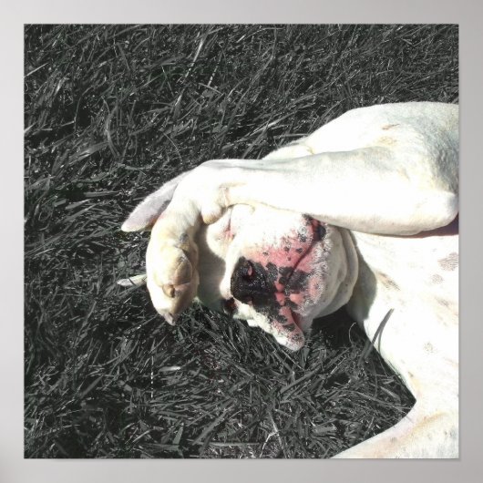 Weißboxposter Poster (Vorne)