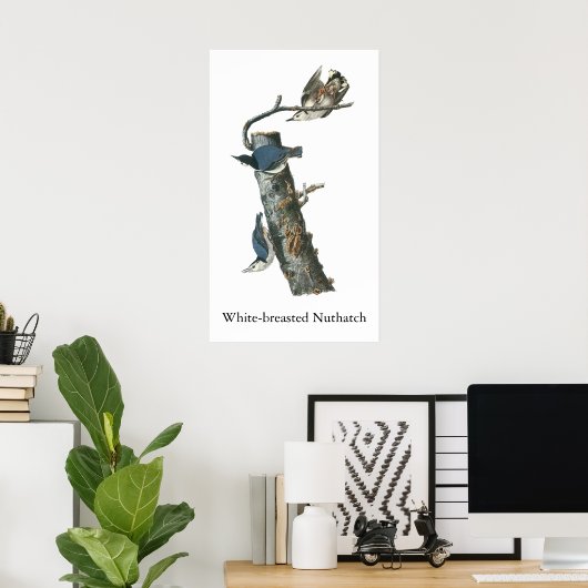 Weißbrüste, John Audubon Poster (Heimbüro)