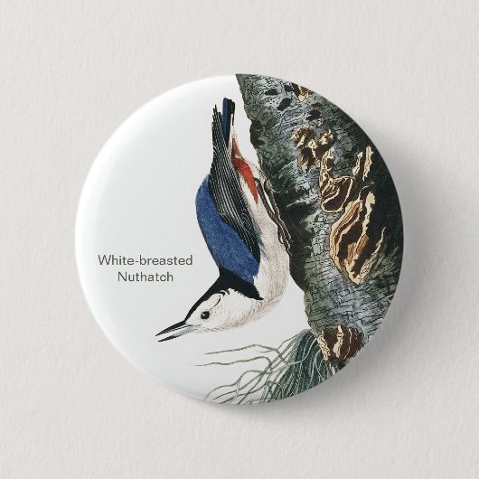 Weißbrüste, Vogelmode von Audubon Button (Vorderseite)