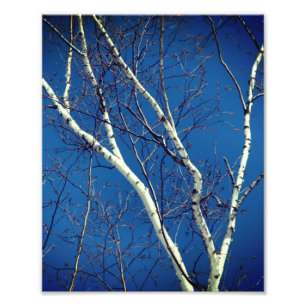 Weißbuch Birch Bäume Zweige gegen blauen Himmel Fotodruck