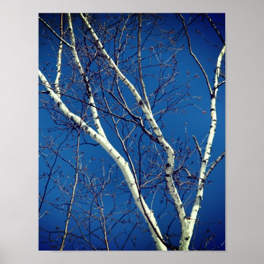 Weißbuch Birch Bäume Zweige gegen blauen Himmel Poster (Vorne)