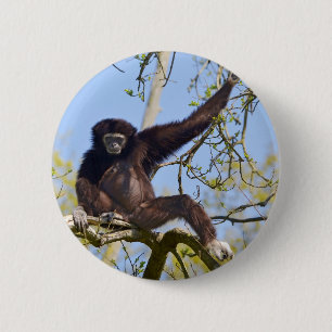 Weißbüffel im Baum Button