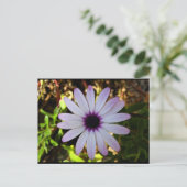 Weiße Afrikanische Gänseblümchen-Blume Postkarte (Stehend Vorderseite)