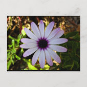 Weiße Afrikanische Gänseblümchen-Blume Postkarte (Vorderseite)