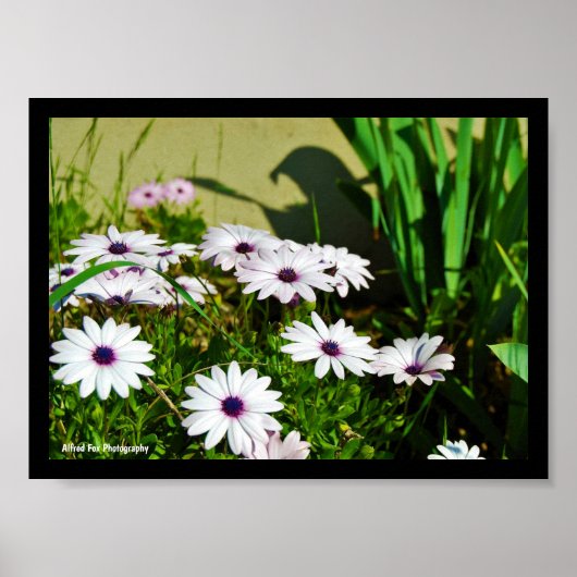Weiße Afrikanische Gänseblümchen Poster (Vorne)