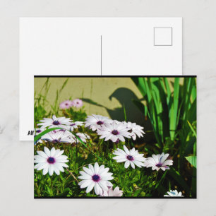 Weiße Afrikanische Gänseblümchen Postkarte