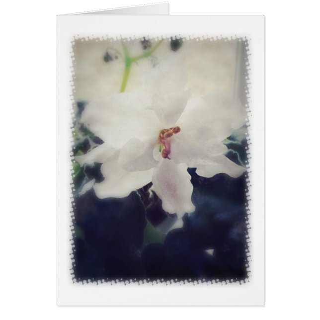 Weiße afrikanische ViolettBlume (Vorne)