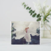 Weiße afrikanische ViolettBlume Postkarte (Stehend Vorderseite)