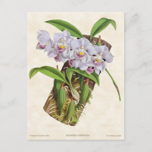 Weiße Aganisia-Orchidee Vintage-Botanik Postkarte