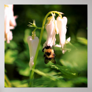 Weiße Akelei-Blume und Hummel  Poster