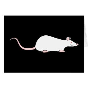 Weiße Albino-Haustier-Ratte