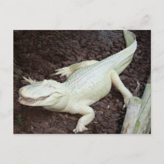 Weiße Alligatorin Postkarte