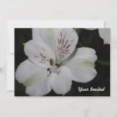 Weiße Alstroemeria Ihre Einladung (Vorderseite)