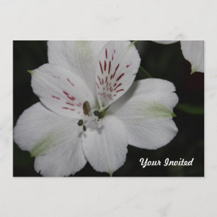 Weiße Alstroemeria Ihre Einladung