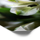 Weiße Alstroemeria Peruvian Lilly Blume Poster (Ecke)