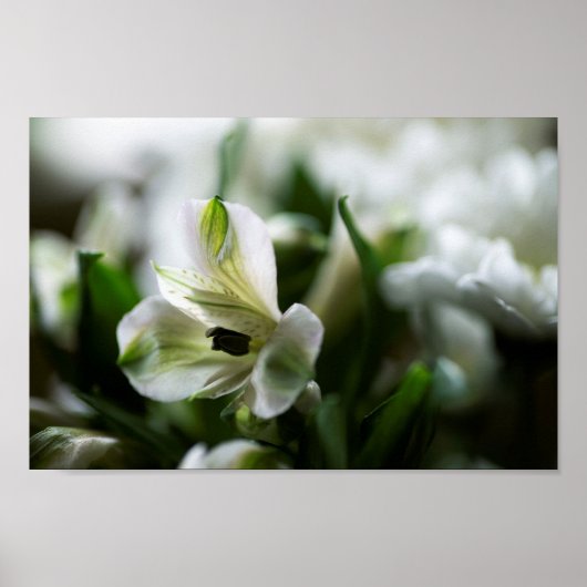 Weiße Alstroemeria Peruvian Lilly Blume Poster (Vorne)
