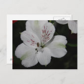 Weiße Alstroemeria Postkarte (Vorne/Hinten)