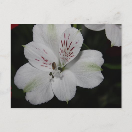 Weiße Alstroemeria Postkarte (Vorderseite)