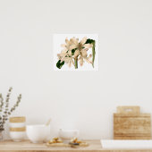 Weiße Amaryllis Botanisch Poster (Küche)