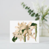 Weiße Amaryllis Botanisch Postkarte (Stehend Vorderseite)