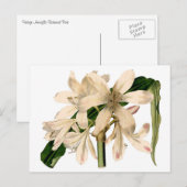 Weiße Amaryllis Botanisch Postkarte (Vorne/Hinten)