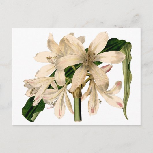 Weiße Amaryllis Botanisch Postkarte (Vorderseite)