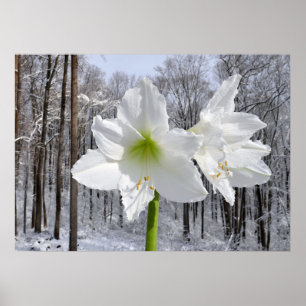 Weiße Amaryllis und Schnee I Poster