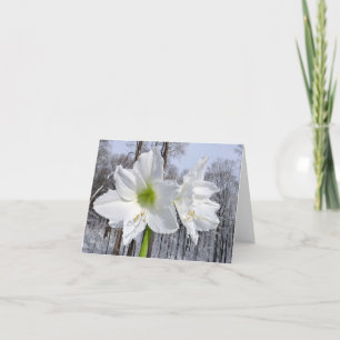 Weiße Amaryllis und Schnee II Feiertagskarte