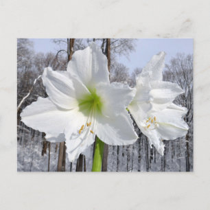 Weiße Amaryllis und Schnee II Postkarte