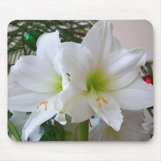 Weiße Amaryllis und Weihnachtsbaum Mousepad (Vorne)