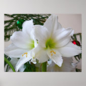 Weiße Amaryllis und Weihnachtsbaum Poster (Vorne)