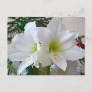 Weiße Amaryllis und Weihnachtsbaum Postkarte