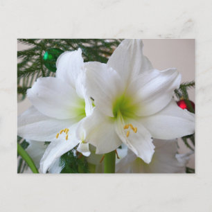 Weiße Amaryllis und Weihnachtsbaum Postkarte