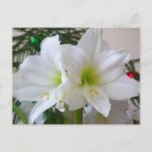 Weiße Amaryllis und Weihnachtsbaum Postkarte (Vorderseite)