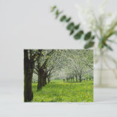 Weiße Apfelbäume in den Frühlingsblumen Postkarte (Stehend Vorderseite)