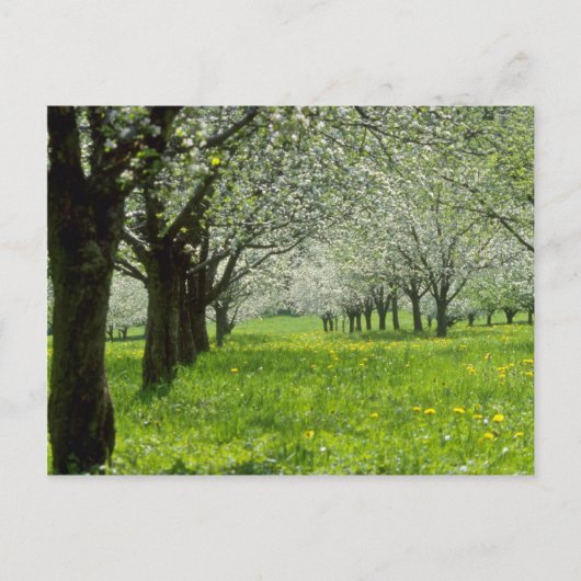 Weiße Apfelbäume in den Frühlingsblumen Postkarte (Vorderseite)