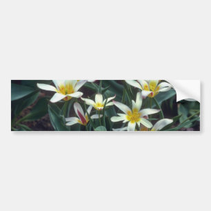 weiße ausgezeichnete Tulpe, (Tulipa Kaufmanniana) Autoaufkleber