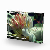 Weiße Azalea-Blume Fotoblock (Rechts)