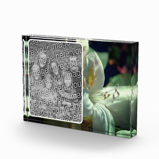 Weiße Azalea-Blume Fotoblock (Rechts)