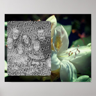 Weiße Azalea Blume Rahmen hinzufügen Foto Poster
