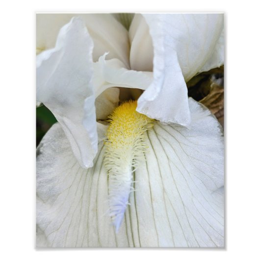 Weiße Bartirispenblüte Makro Fotodruck (Vorne)