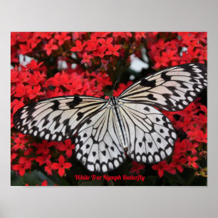 Weiße Baum-Nymphe-Schmetterling Poster Deco