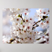 Weiße Baumblüte im Frühling Poster (Vorne)