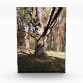 Weiße Bäume Fotoblock (Vorderseite)