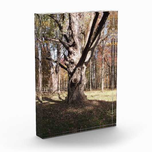 Weiße Bäume Fotoblock (Links)