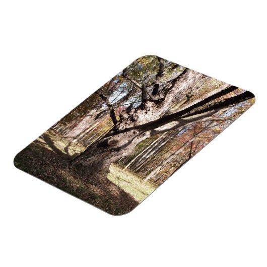 Weiße Bäume Magnet (Linke Seite)